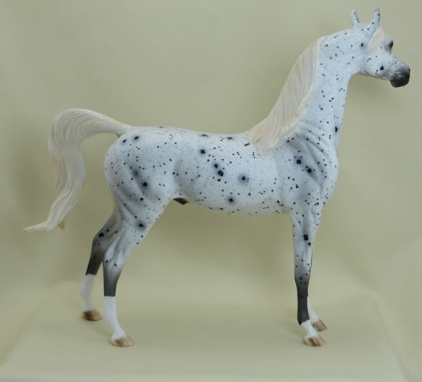 SHOOTING STAR - OOAK Leopard Appaloosa Arabian 3/15