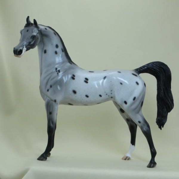DYNO BITES - OOAK Appaloosa Arabian 4/15