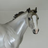 UNBROKEN - Silver Dun Grulla Stock Horse LE6 2/15