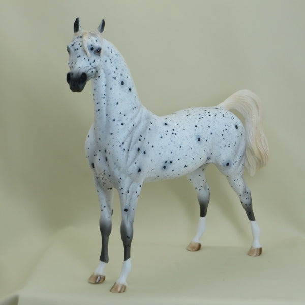 SHOOTING STAR - OOAK Leopard Appaloosa Arabian 3/15