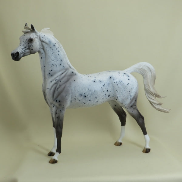 FROSTED FLAKES - OOAK Leopard Appaloosa Arabian 4/15