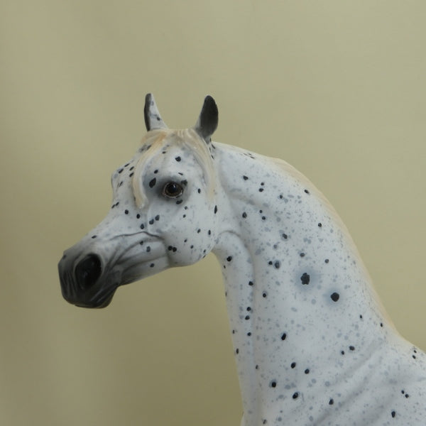 SHOOTING STAR - OOAK Leopard Appaloosa Arabian 3/15