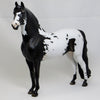 CHROME - OOAK Black &amp; White Pinto Morgan Mare - 2/15