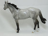 UNBROKEN - Silver Dun Grulla Stock Horse LE6 2/15