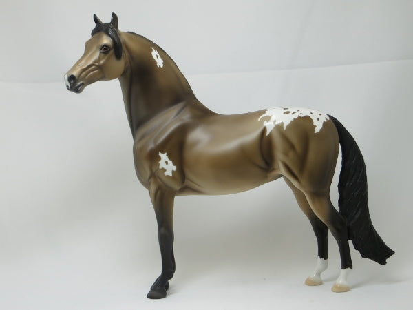 GROVER CLEVELAND - Buckskin Appaloosa Morgan LE3 2/15