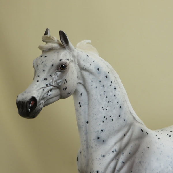 FROSTED FLAKES - OOAK Leopard Appaloosa Arabian 4/15