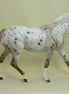BATTLESHIP - OOAK Bay Appaloosa Model Horse Pony - 4/15