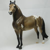 GROVER CLEVELAND - Buckskin Appaloosa Morgan LE3 2/15