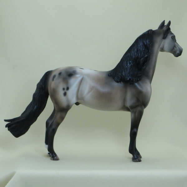 SUGAR BOMB - OOAK  Appaloosa Morgan with Long Mane - 4/15