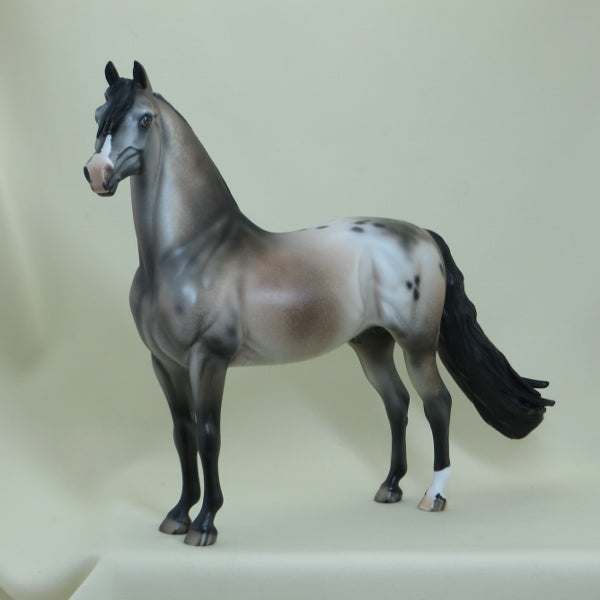 SUGAR BOMB - OOAK  Appaloosa Morgan with Long Mane - 4/15