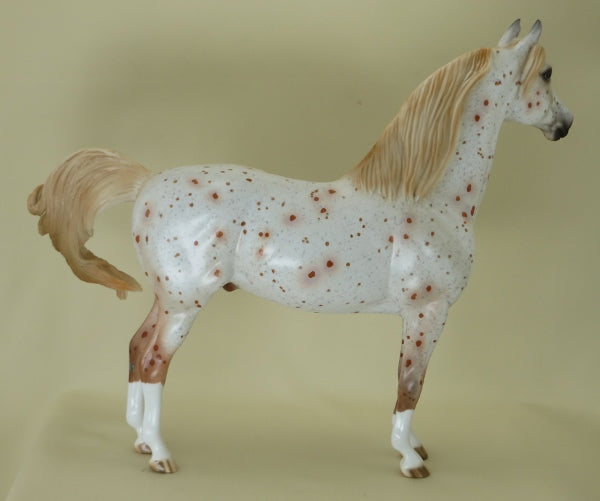 MASTER LABYRINTH - OOAK Chestnut Appaloosa Morgan 4/15