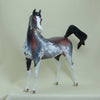 STRAWBERRY STARS - OOAK  Bay Sabino Pinto Arabian with Listening Ear 4/15