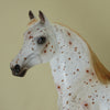 MASTER LABYRINTH - OOAK Chestnut Appaloosa Morgan 4/15
