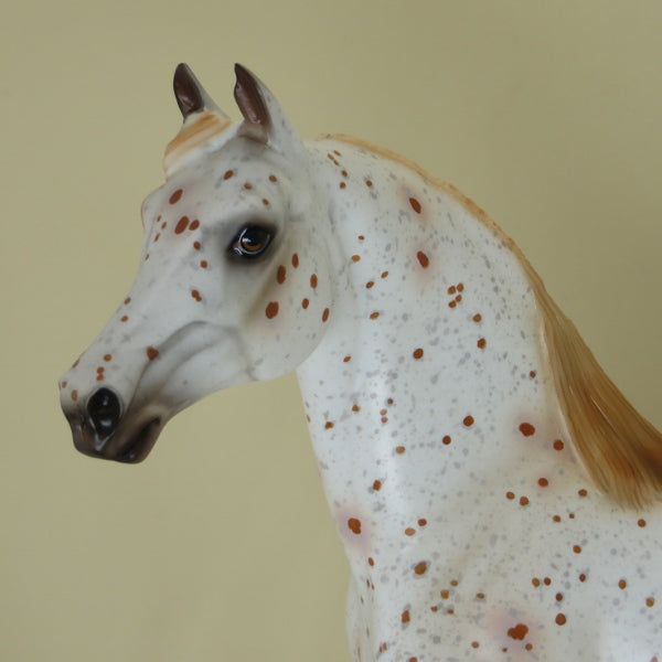 MASTER LABYRINTH - OOAK Chestnut Appaloosa Morgan 4/15