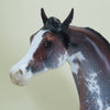 STRAWBERRY STARS - OOAK  Bay Sabino Pinto Arabian with Listening Ear 4/15