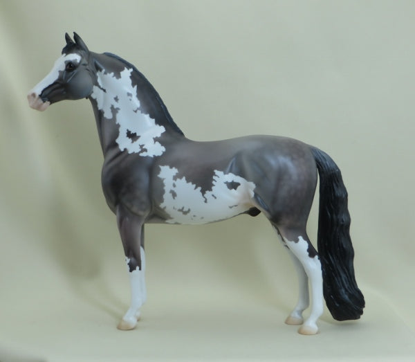COMMANDER - OOAK Dapple Gray Pinto Morgan 4/15