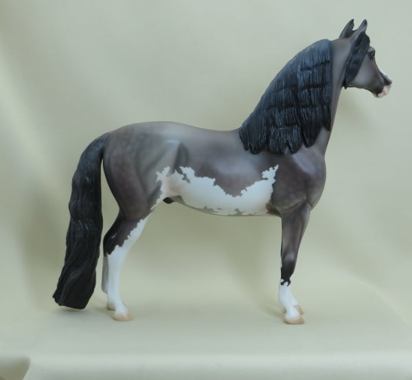 COMMANDER - OOAK Dapple Gray Pinto Morgan 4/15