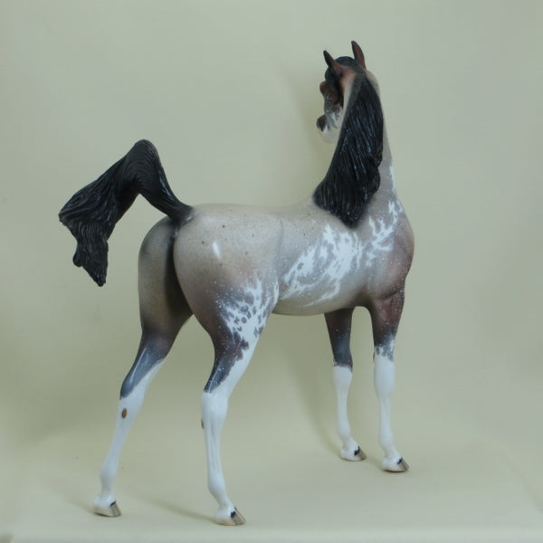 FARINA - OOAK  Bay Roan Sabino Pinto Arabian with Listening Ear 4/15