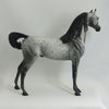 MOTHER MAY I - OOAK Dark Fleabit Arabian 5/15