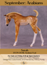 Sarah OOAK EFCM Arabian Foal by Tiffany Purdy GS925