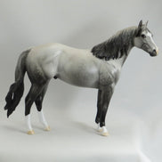 APPRECIATE HER - OOAK Dapple Gray Stock Horse - 5/15