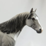 APPRECIATE HER - OOAK Dapple Gray Stock Horse - 5/15