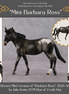 "Mini Barbara Ross" LE-3 Appaloosa Mule Chip by Julie Keim