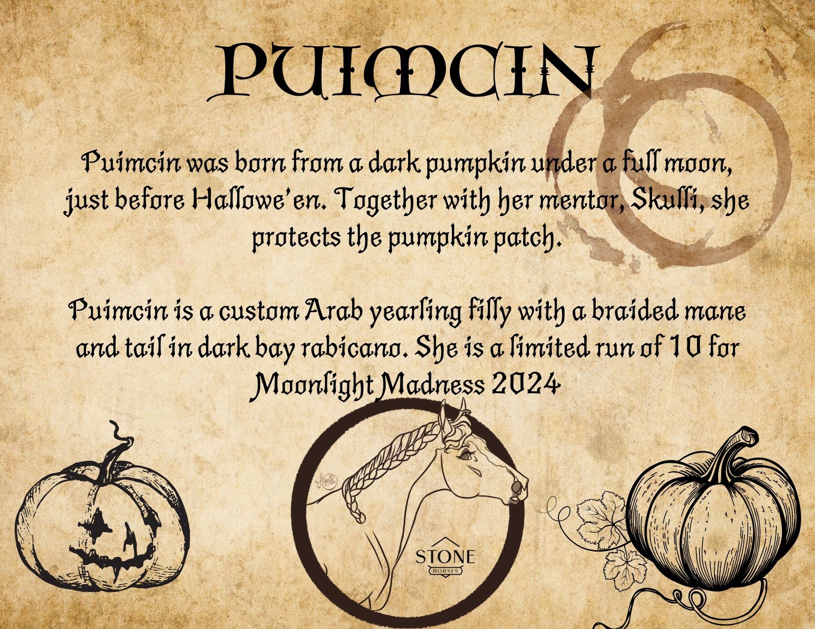 Pumicin LE 10 Extreme Custom Bay Rabicano Arab Yearling By Ashley Palmer MM24 Run