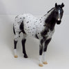 BLACK OR WHITE - OOAK Black Appaloosa 2//15