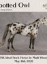 Spotted Owl OOAK Ideal Stock Horse by Madi Wiseman DDOOAKs26