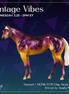 Samuel OOAK FCM Chip Stock Horse by Angela Marleau VTV26