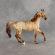 Hello Pumpkin OOAK FCM Arabian Mare by Ellen Robbins DDOOAKs26