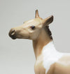 buckskin foal 