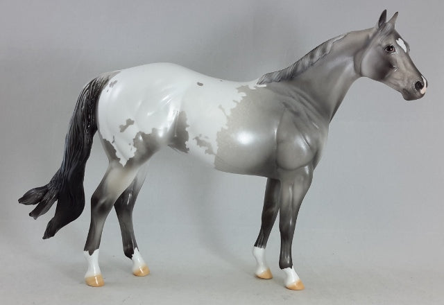 ABSOLUTE VICTORY - Appaloosa Stock Horse