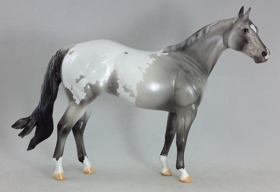 ABSOLUTE VICTORY - Appaloosa Stock Horse