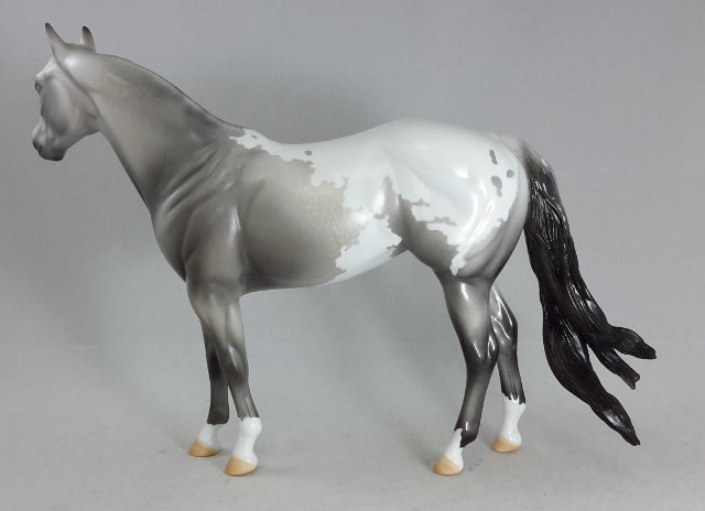 ABSOLUTE VICTORY - Appaloosa Stock Horse