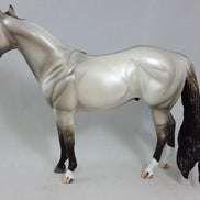 POND SKATER - Silver Dun Stock Horse