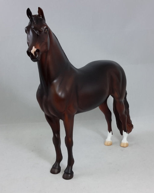 EL DORDADO - Brown Morgan Horse