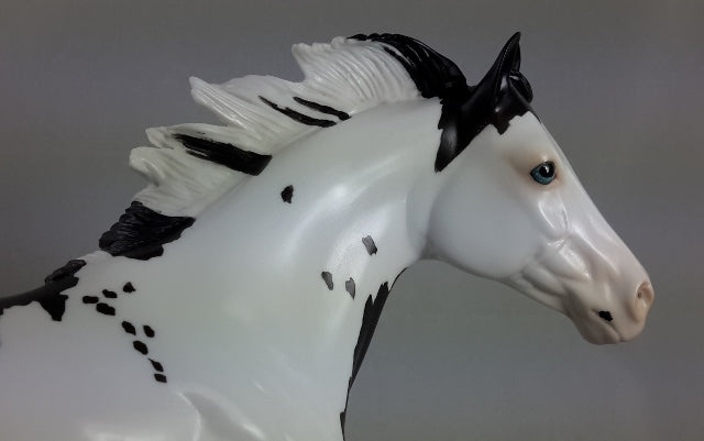 TEACHER&#39;S PET - Overo Paint Stock Horse