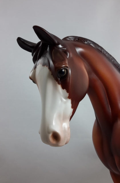 LUNCH BUNNIE - Chestnut Sabino Palouse