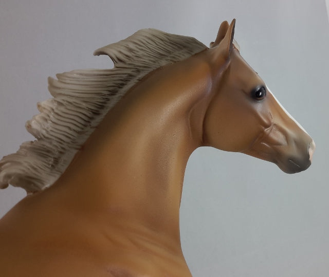 TACO - Sooty Palomino Stock Horse