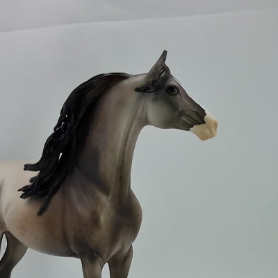 BLESSINGS - OOAK Dapple Gray Morgan 11/14