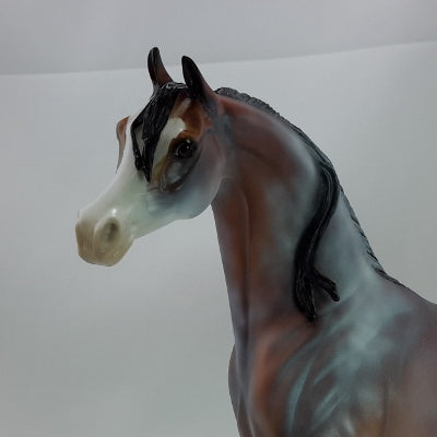 APPLE CIDER SPICE - OOAK Chestnut Going Gray Arabian 11/14