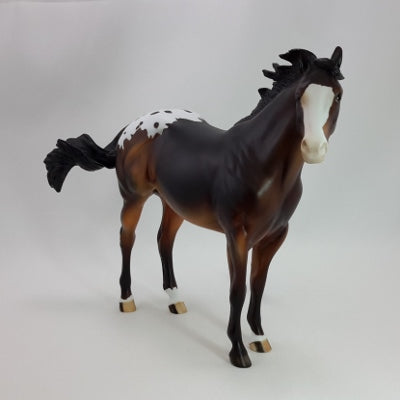 BISCUIT - Dapple Bay Appaloosa Stock Horse