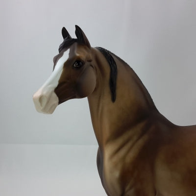 EDWARD WINSLOW - OOAK Dapple Bay Morgan