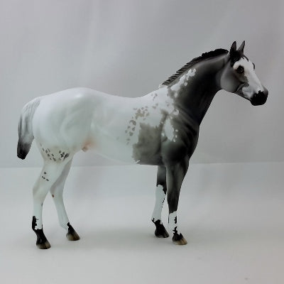 CARVER - OOAK Gray Appaloosa Stock Horse
