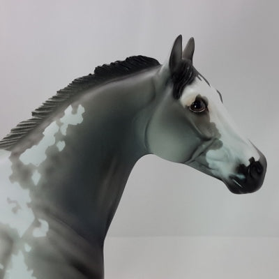 CARVER - OOAK Gray Appaloosa Stock Horse