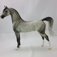 HAMY - Dapple Gray Arabian