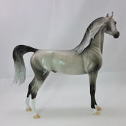 HAMY - Dapple Gray Arabian