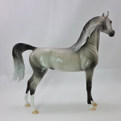 HAMY - Dapple Gray Arabian